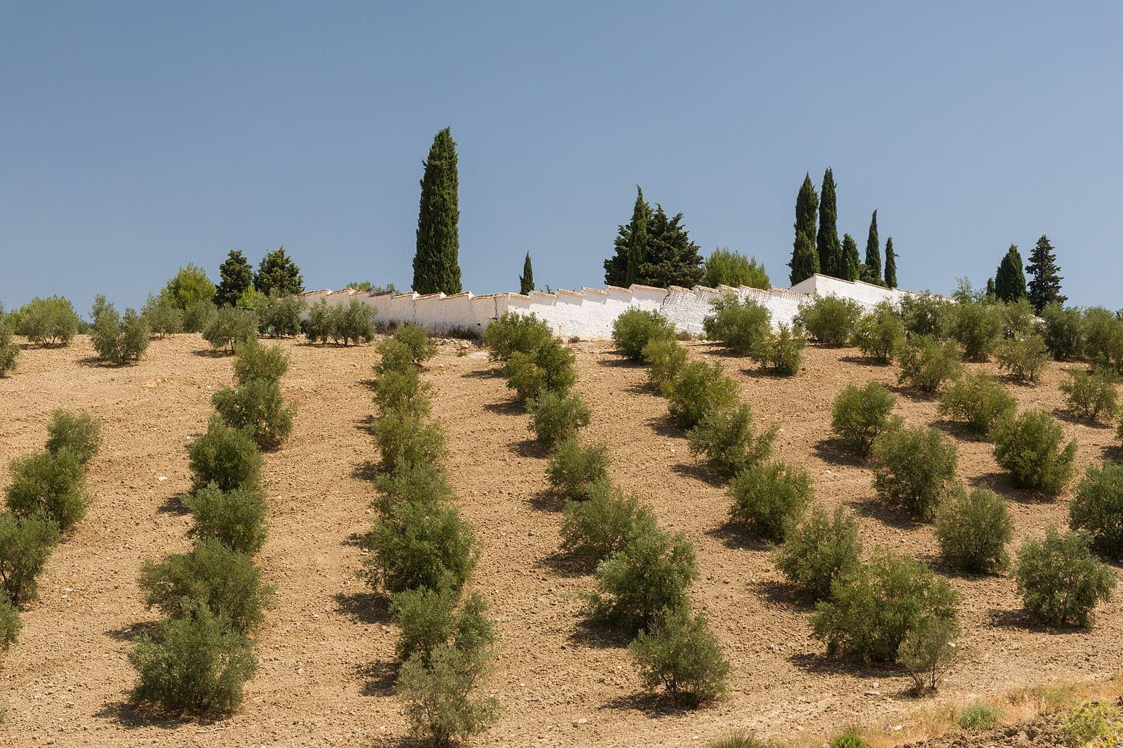 Almond growing in a field