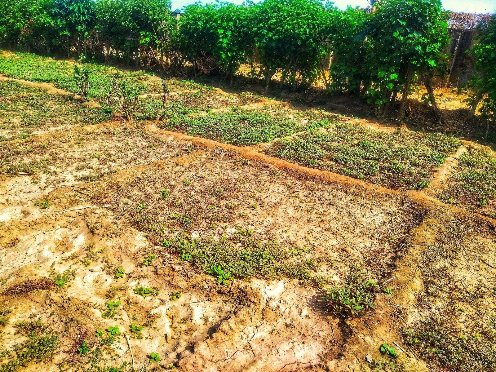 An early amaranth planting in beds