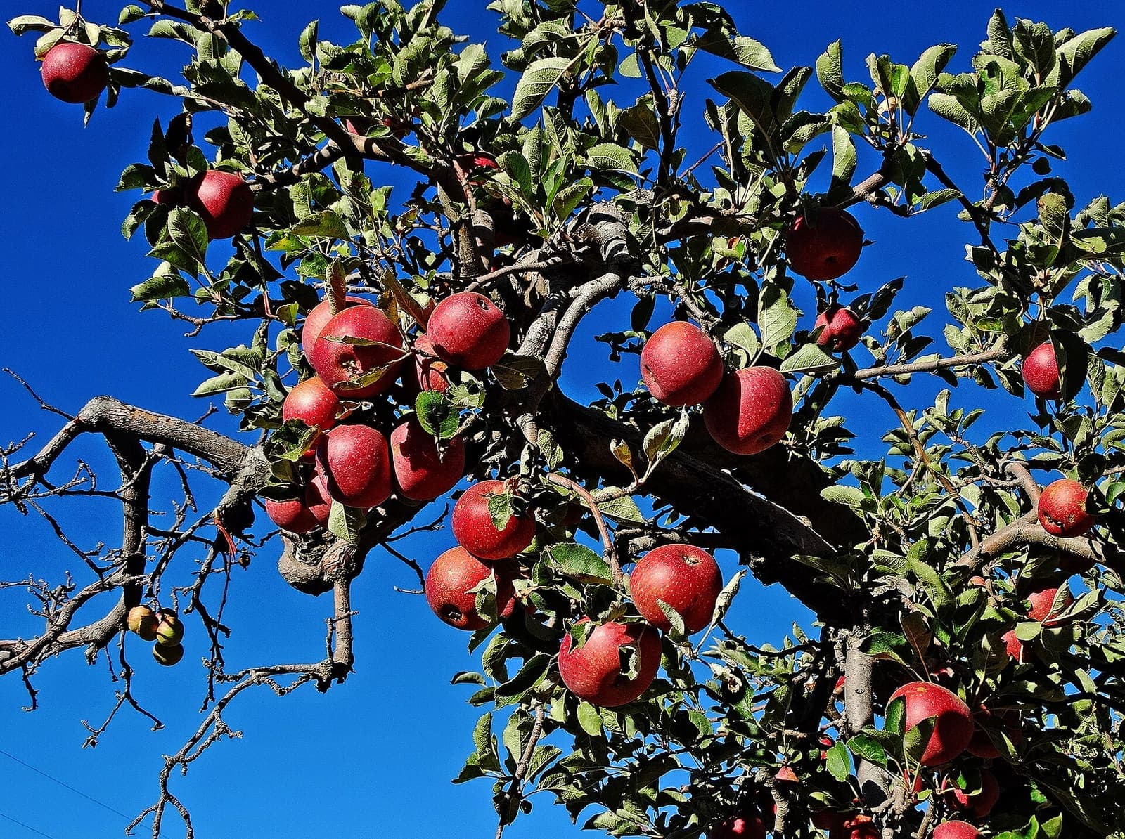 Apples ripening on the tree
