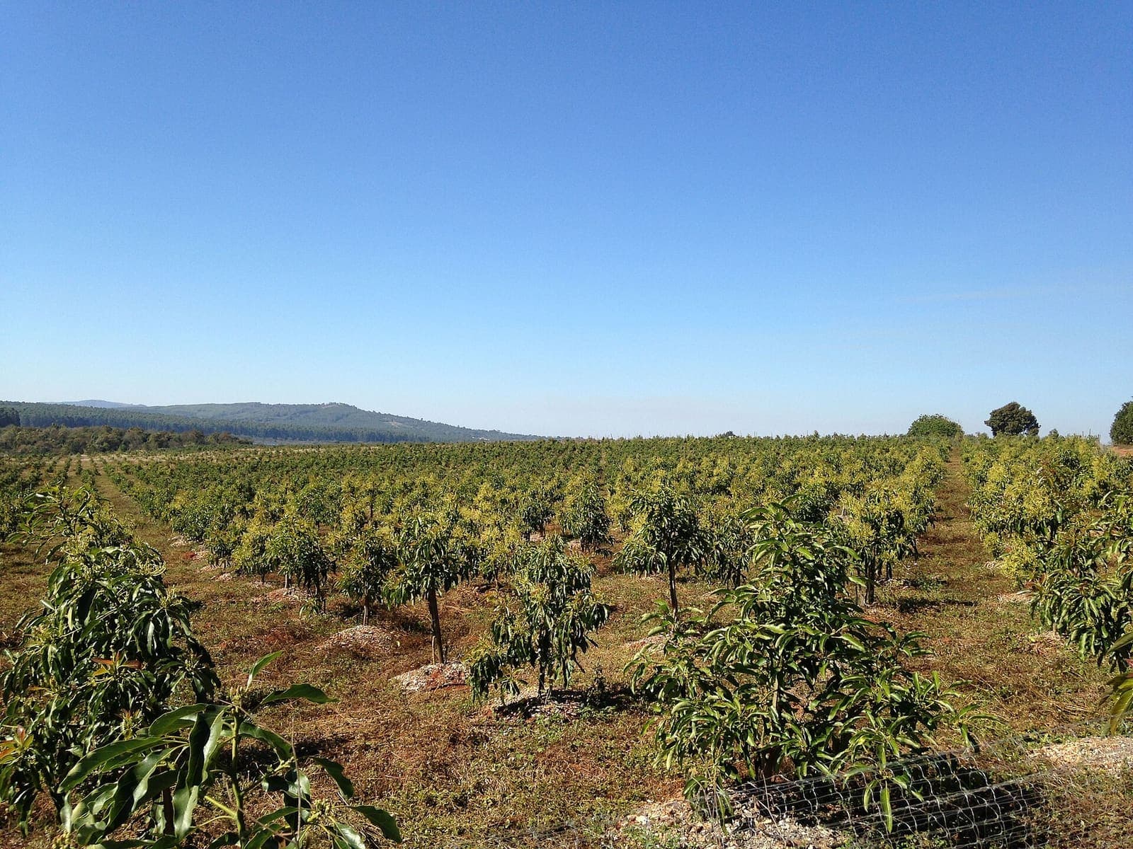 Young avocado trees in an orchard