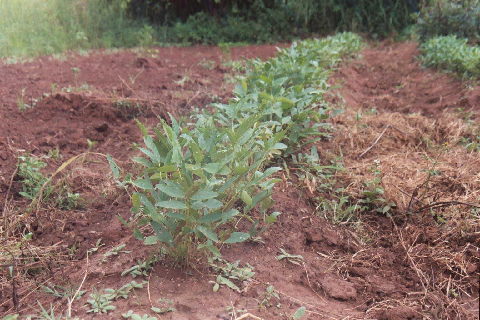 A bambara groundnut plant growing in red soil