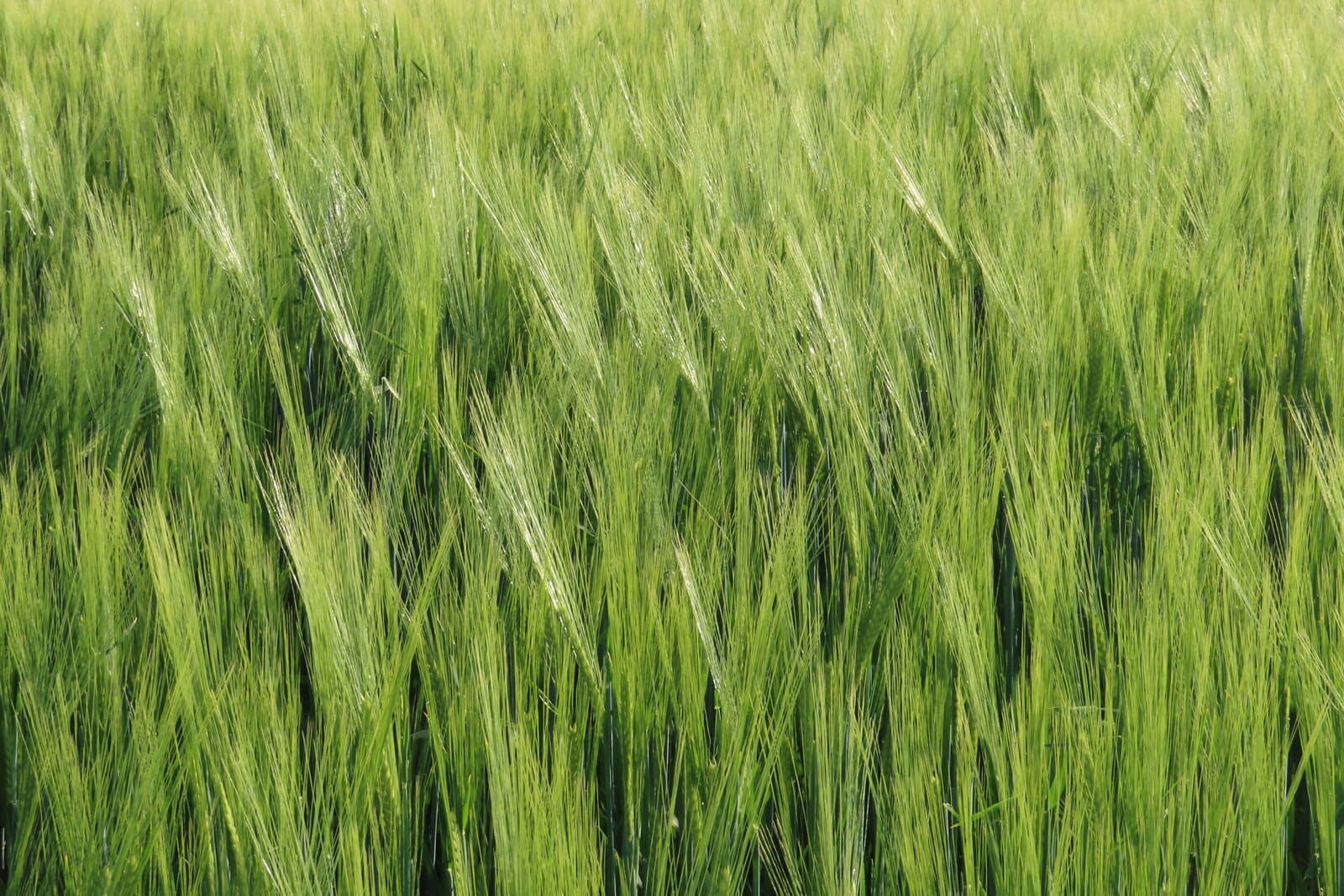 A barley crop in ear