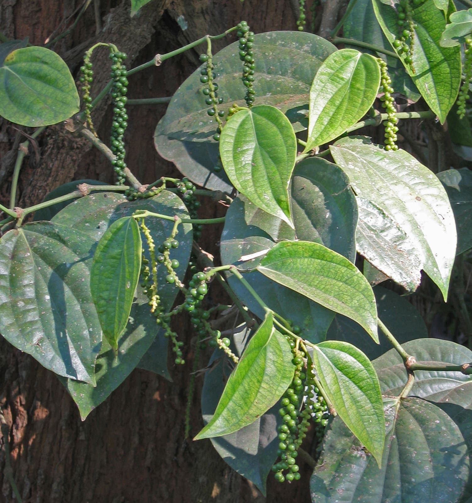 Green peppercorns on a black pepper vine