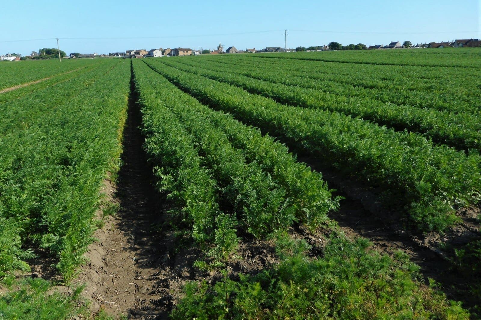 Rows of carrots in a field