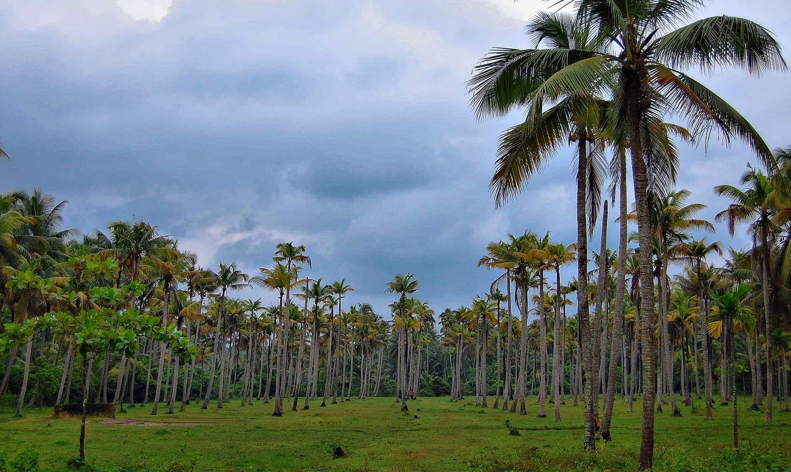 Coconut growing in a field