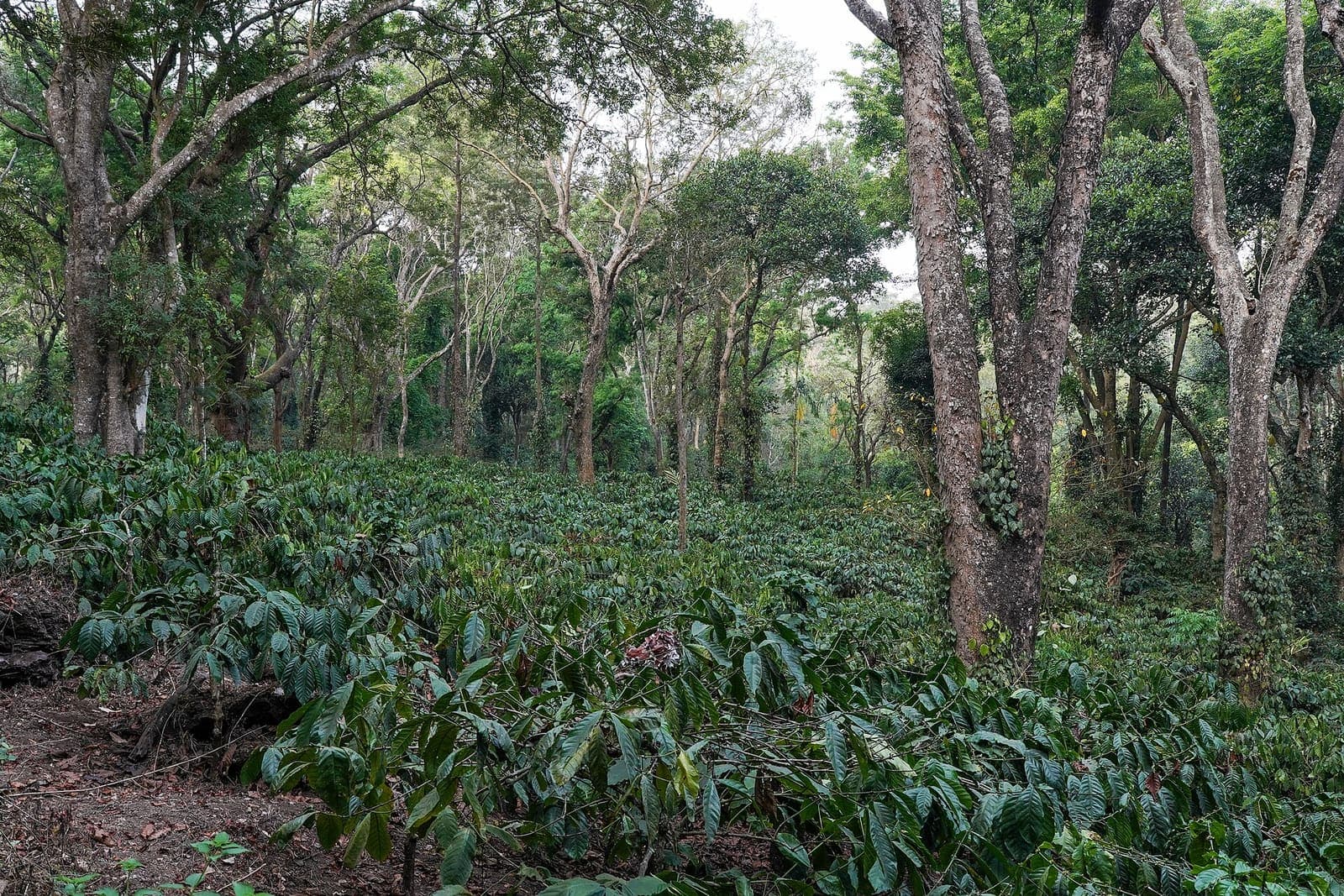 Robusta coffee growing in a field