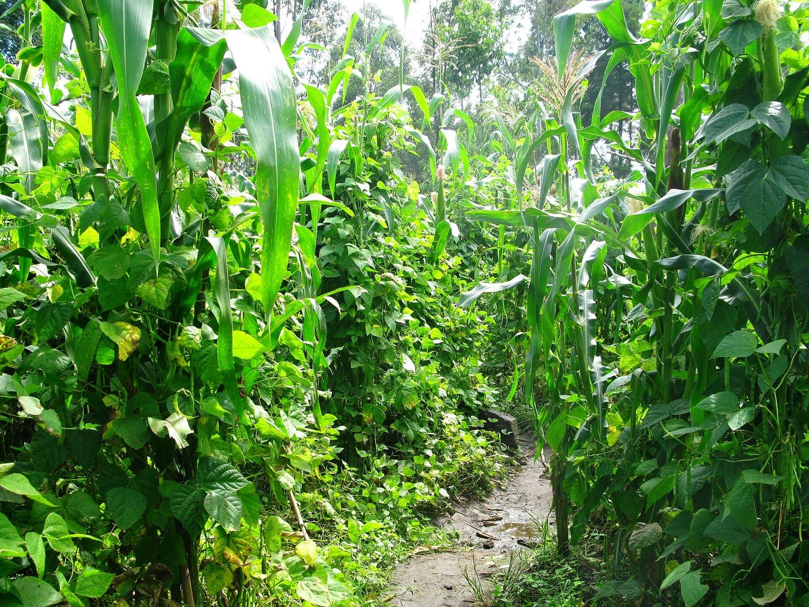 Bean plants intercropped between rows of maize