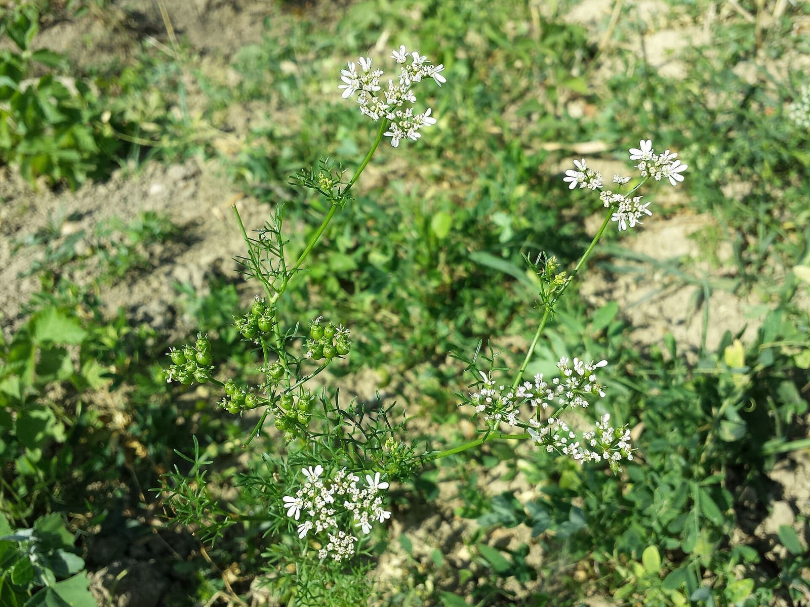 Coriander growing in a field