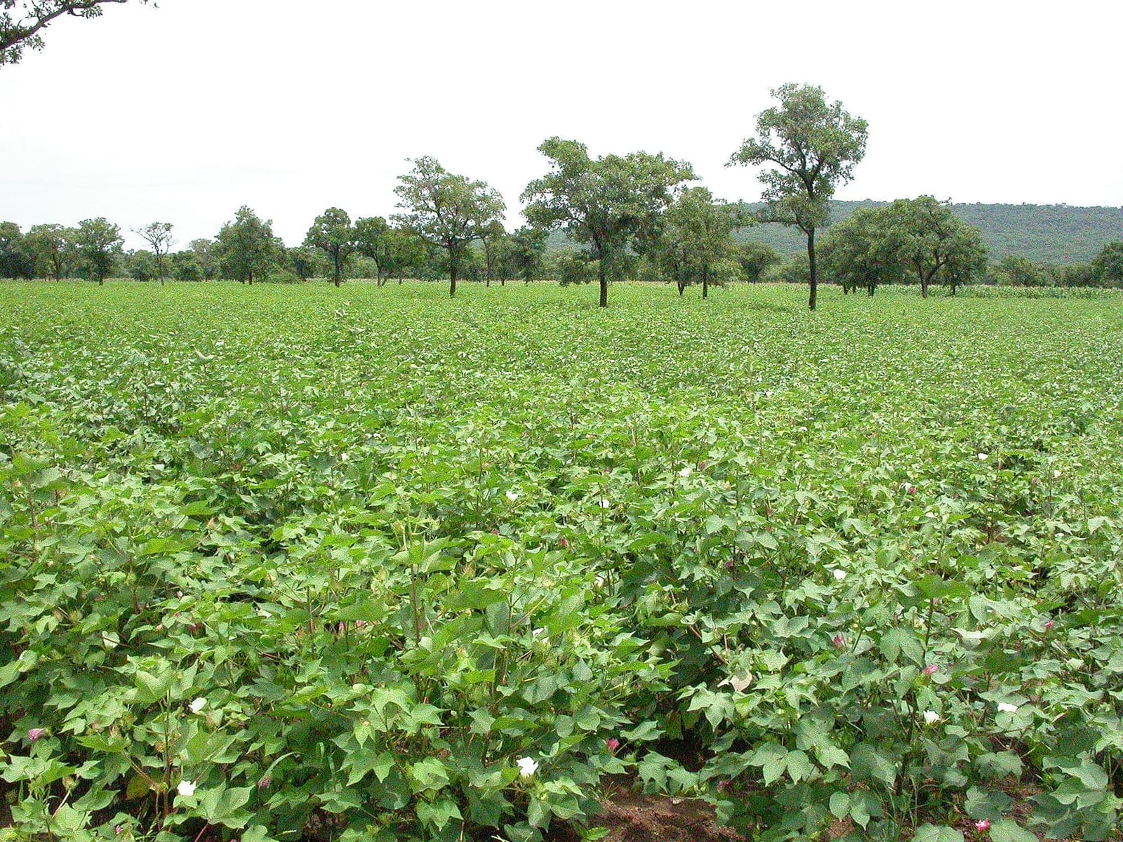 A cotton crop in leaf