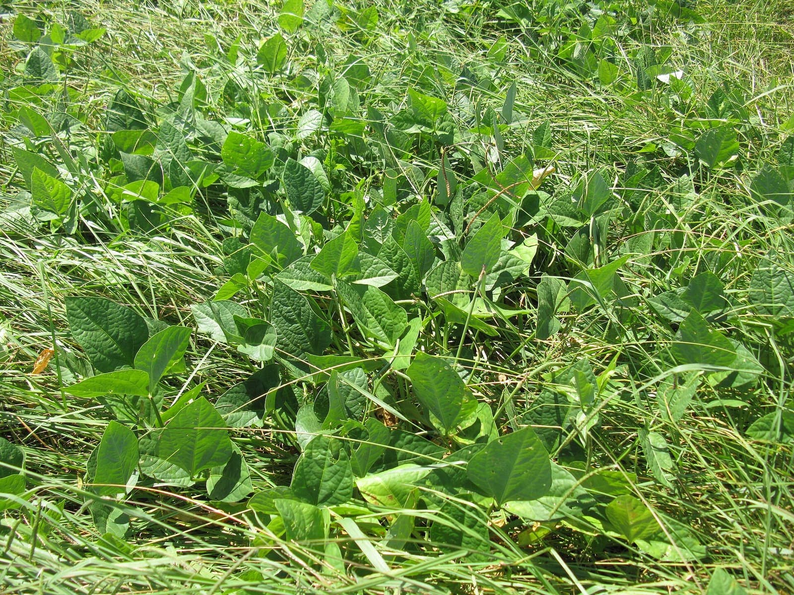 Cowpea plants in leaf, covering the ground between rows