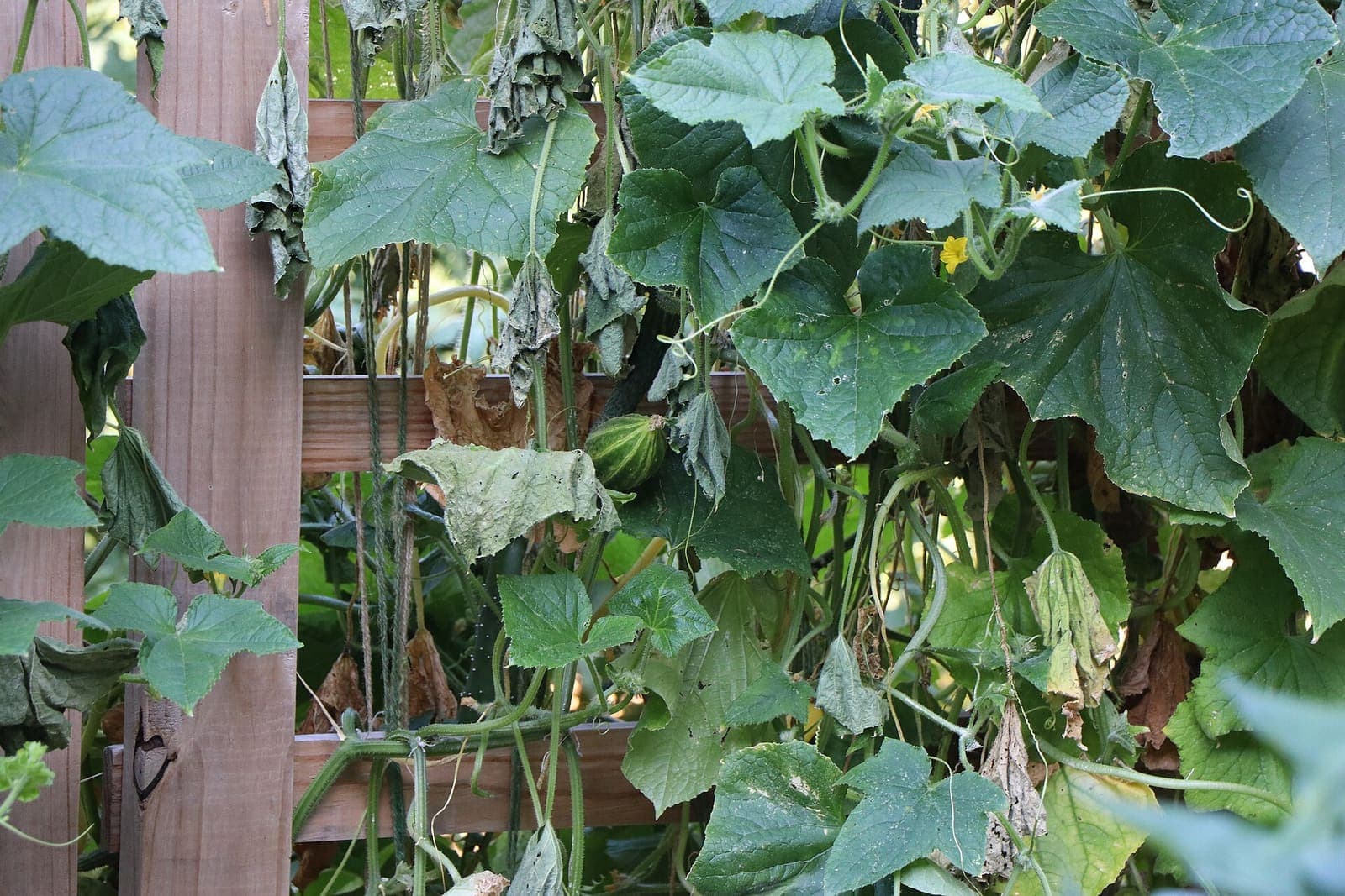 A cucumber growing on a trellised vine