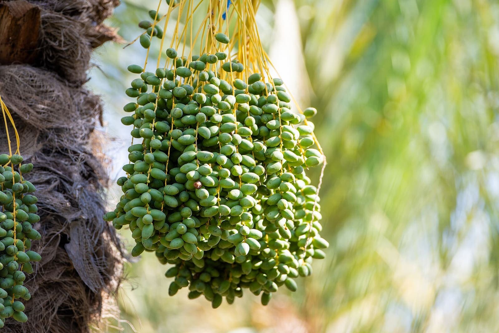 Dates ripening on the palm before harvest