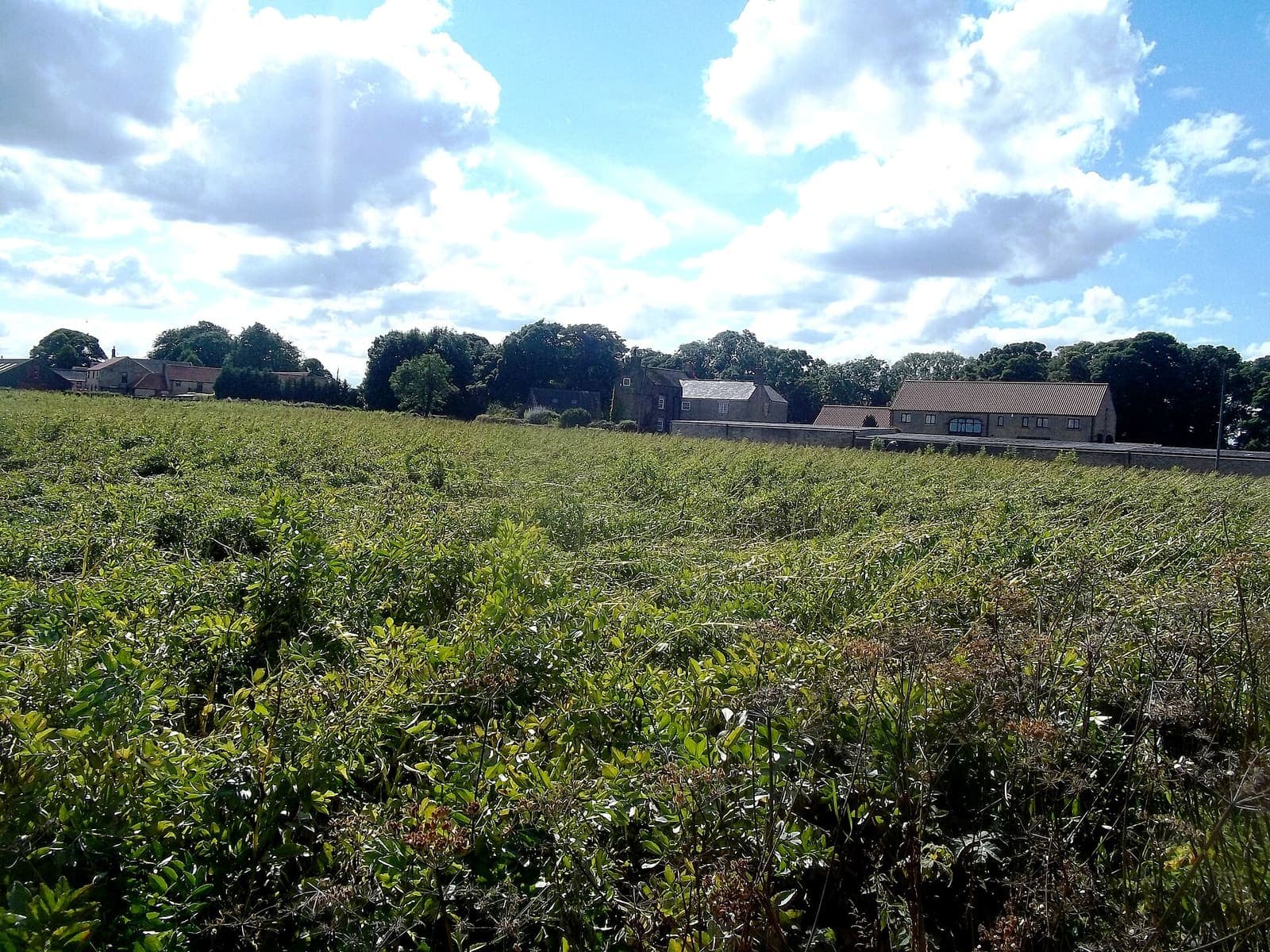 A field of peas in leaf