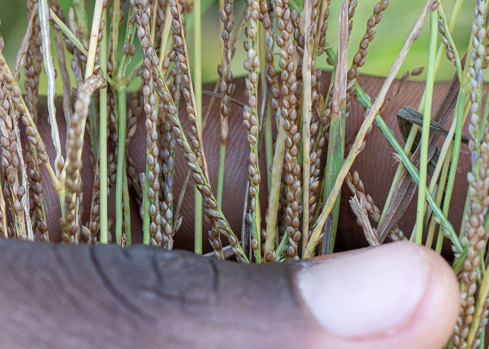 Fonio growing in a field