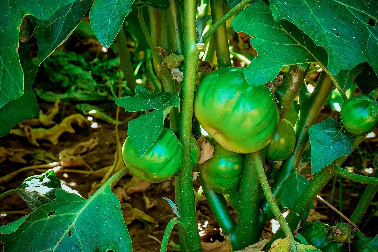 Garden eggs on the plant