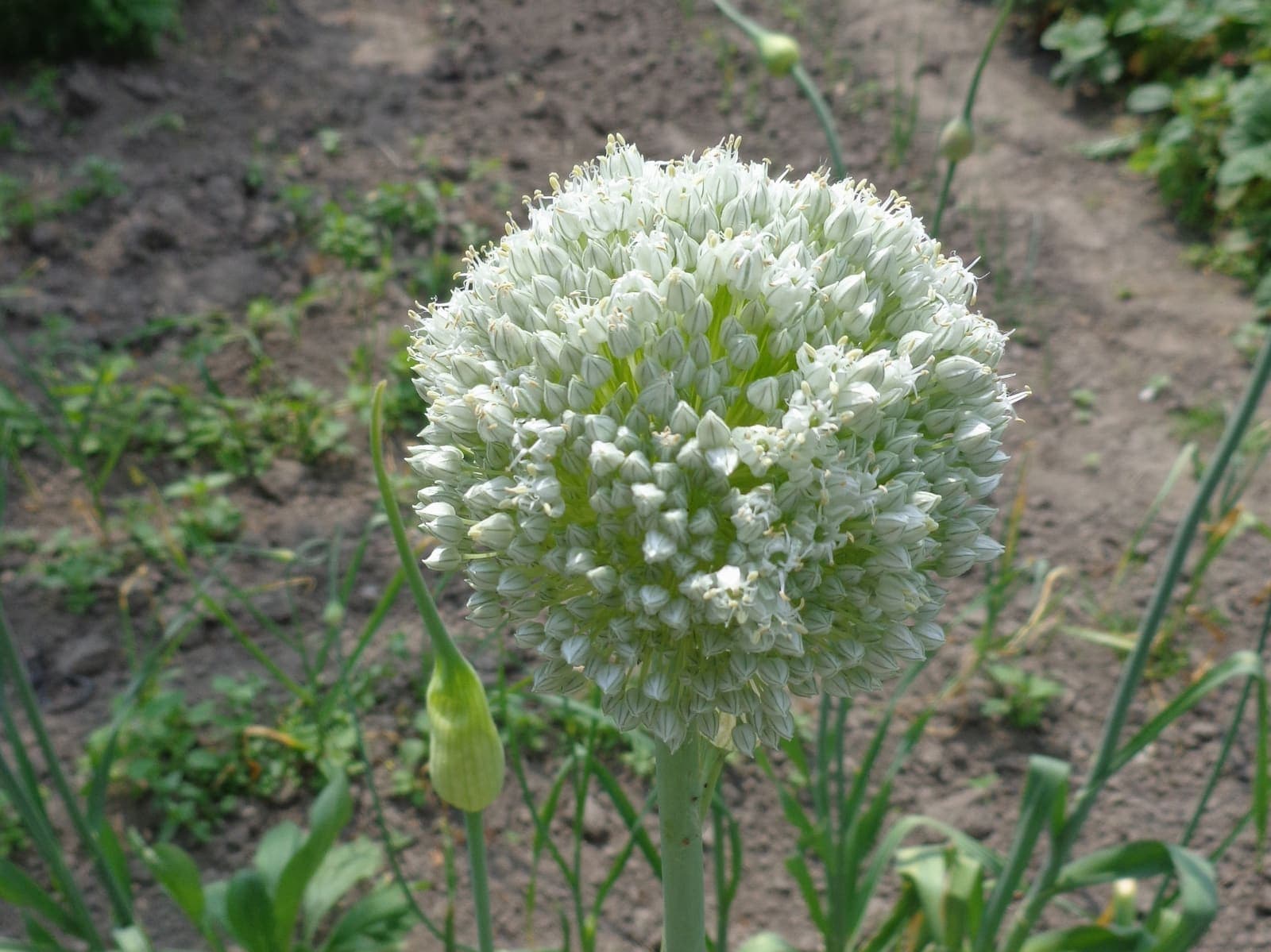 A garlic plant growing in a bed