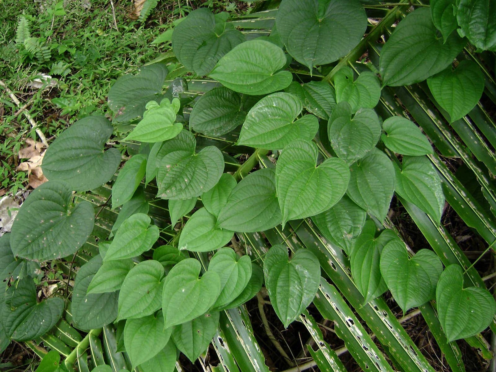Greater yam growing in a field