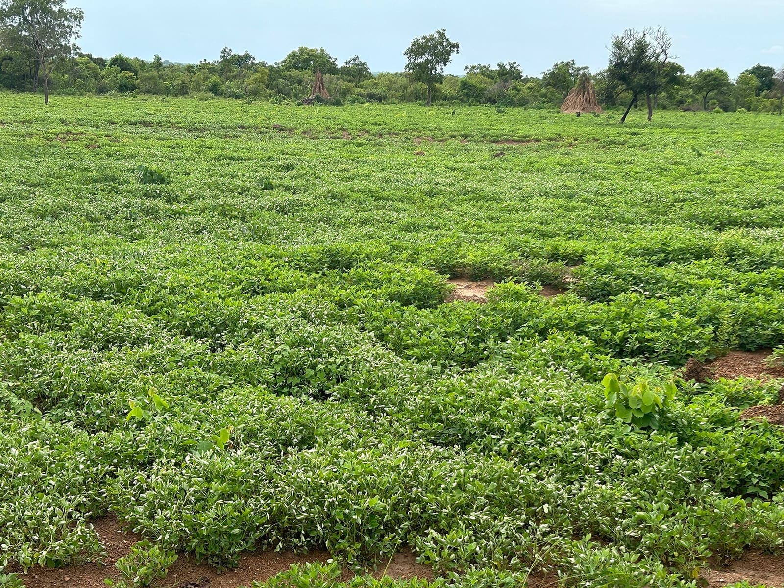 A groundnut field, the plants closed over between the rows