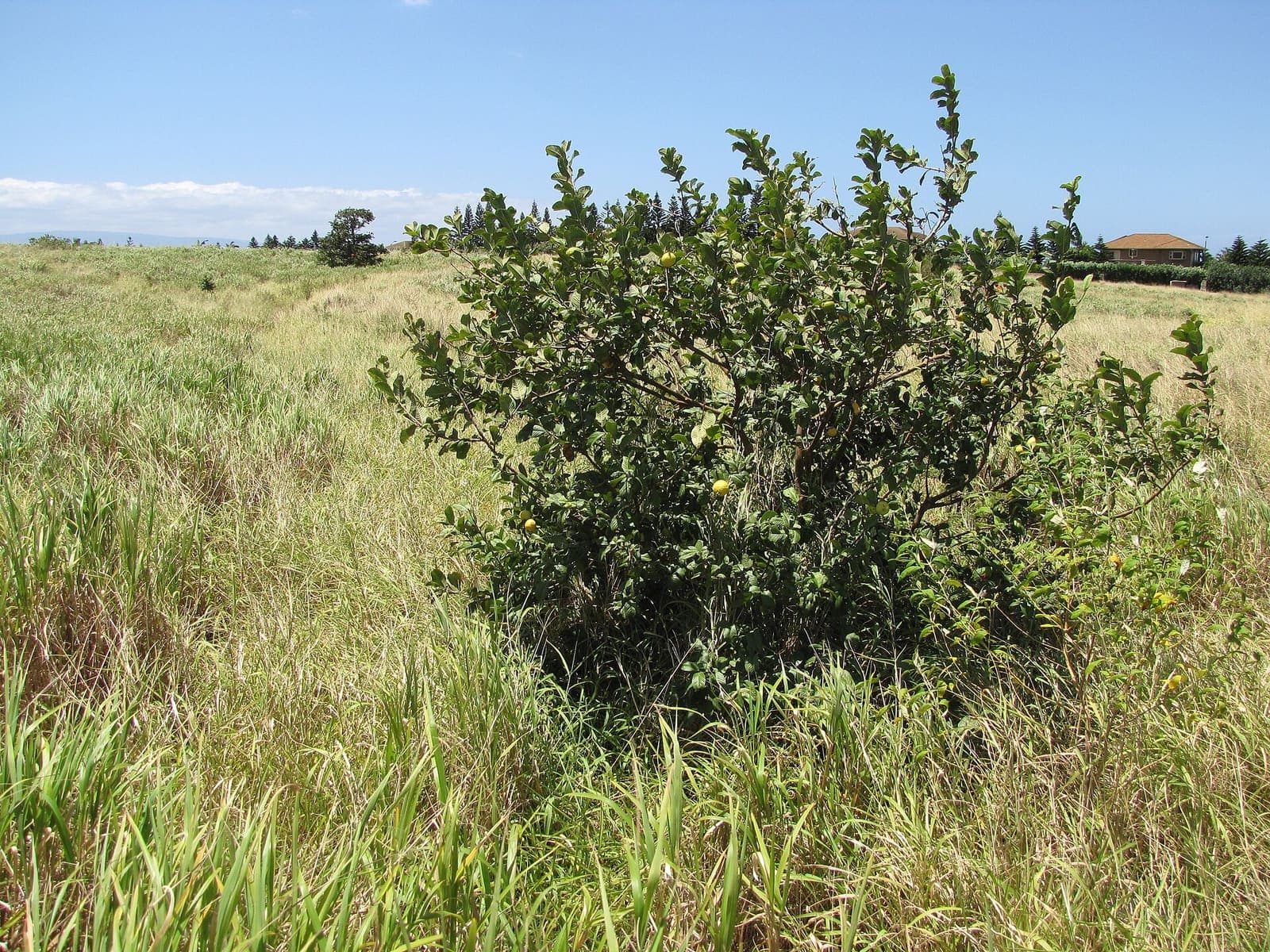Guava growing in a field