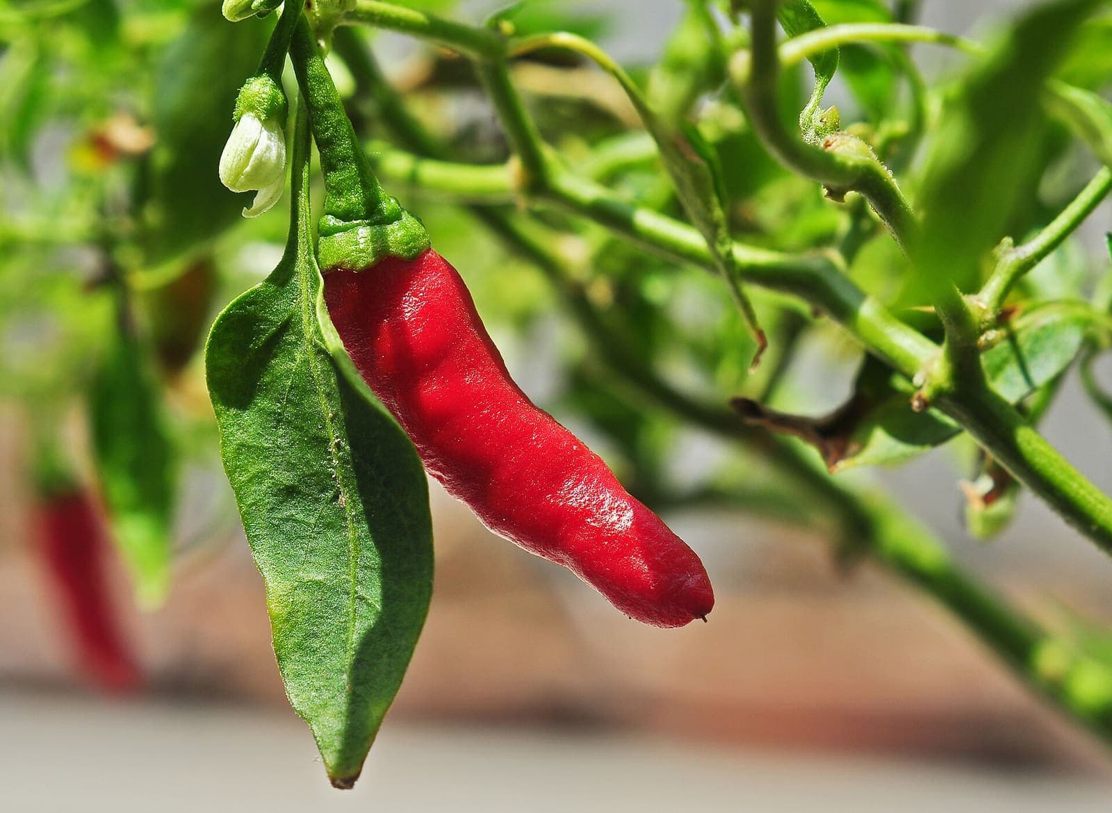 Hot pepper growing in a field