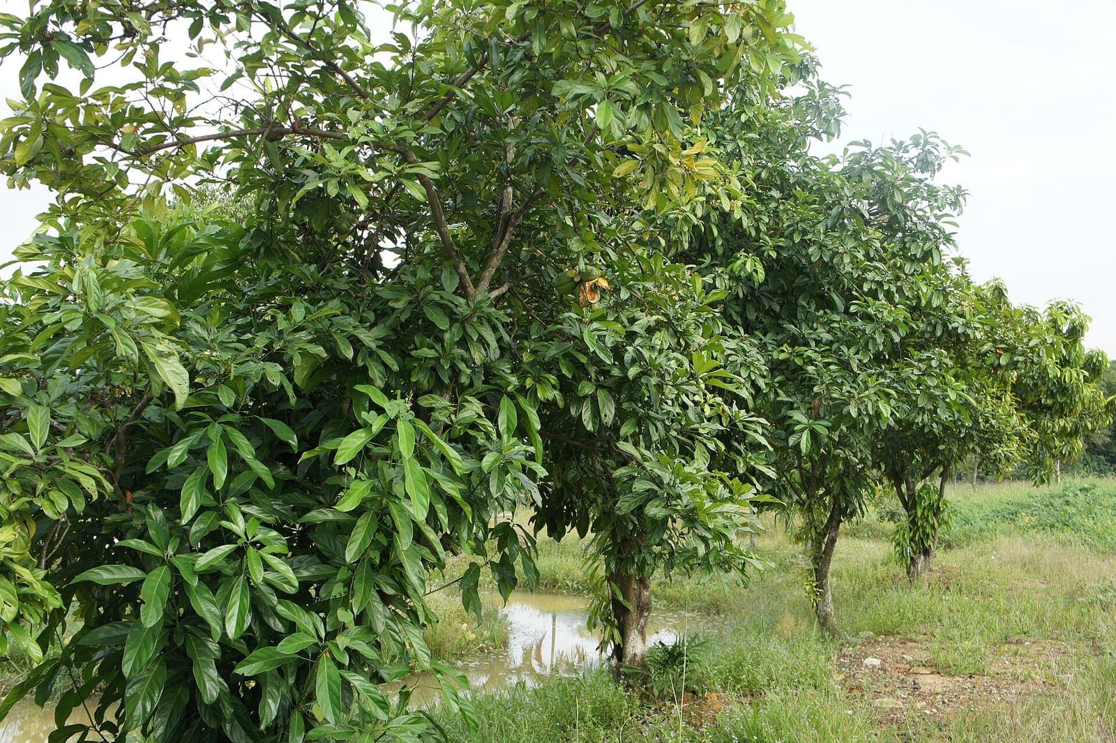 A kola tree in leaf