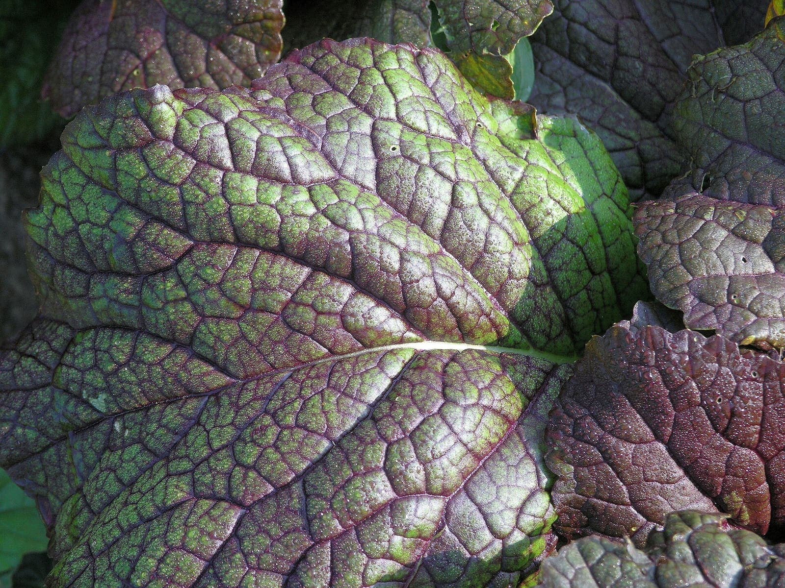 Leaf mustard growing, its leaves ready to pick