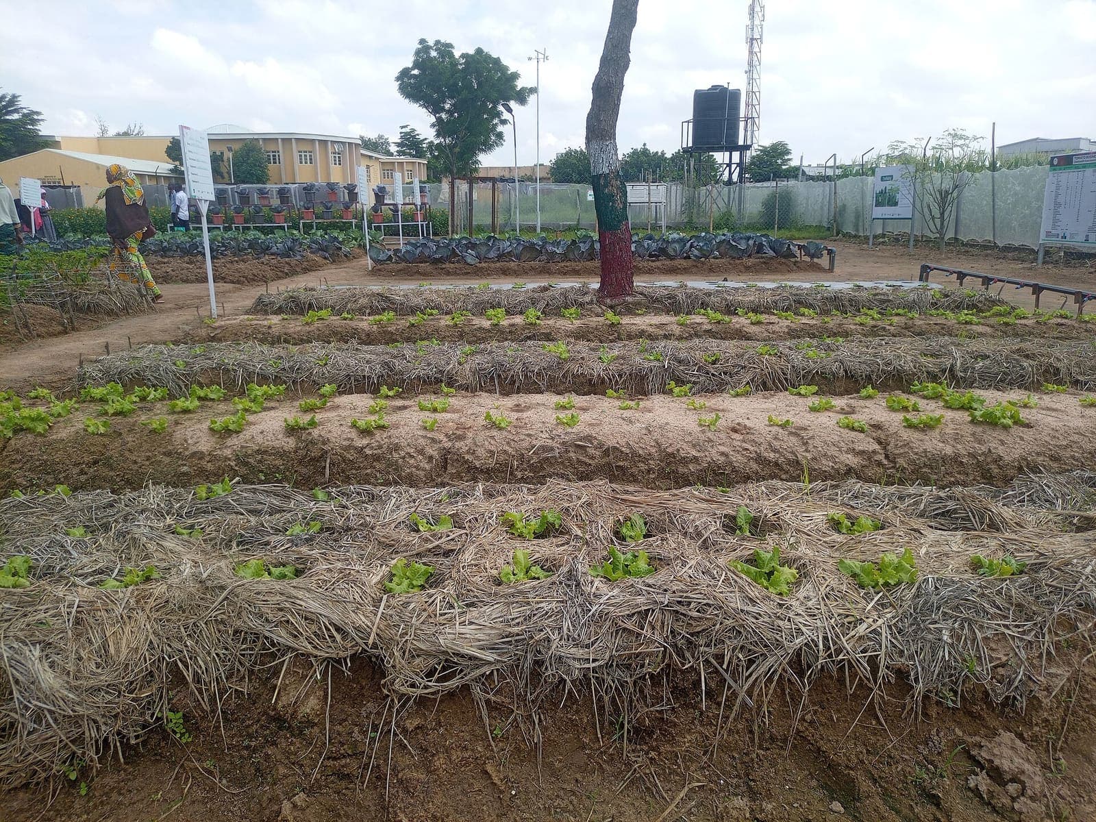 Lettuce growing in a field