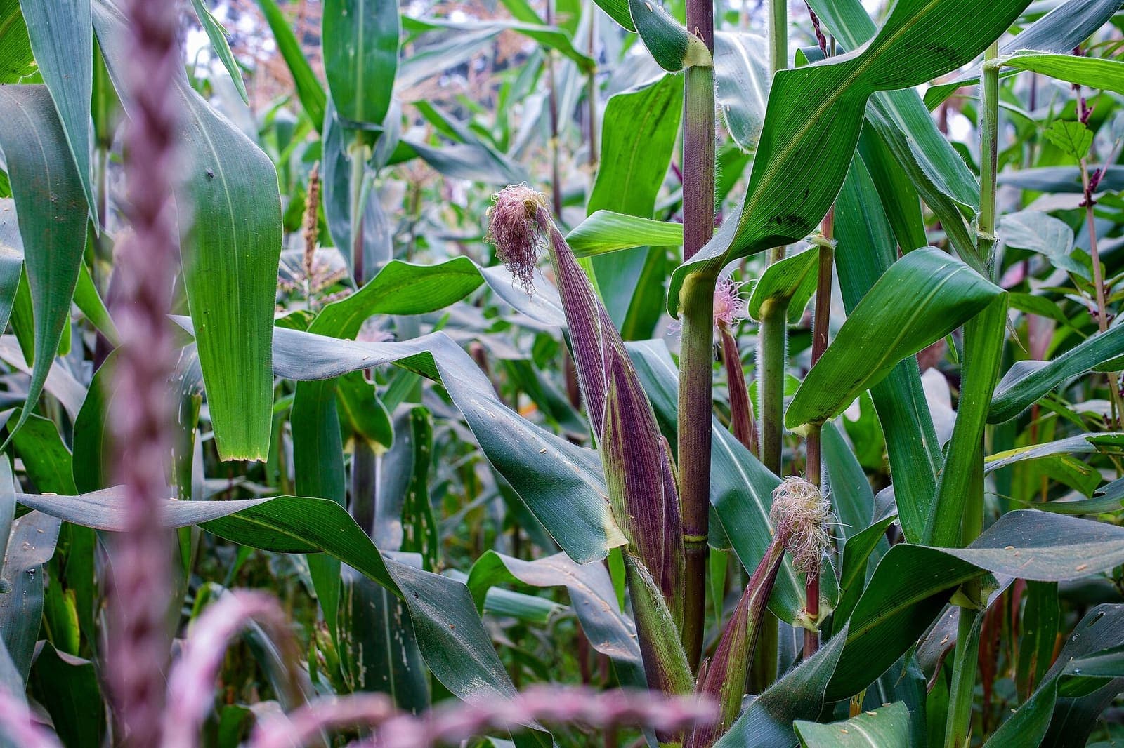 Maize plants tasselling, with cobs forming
