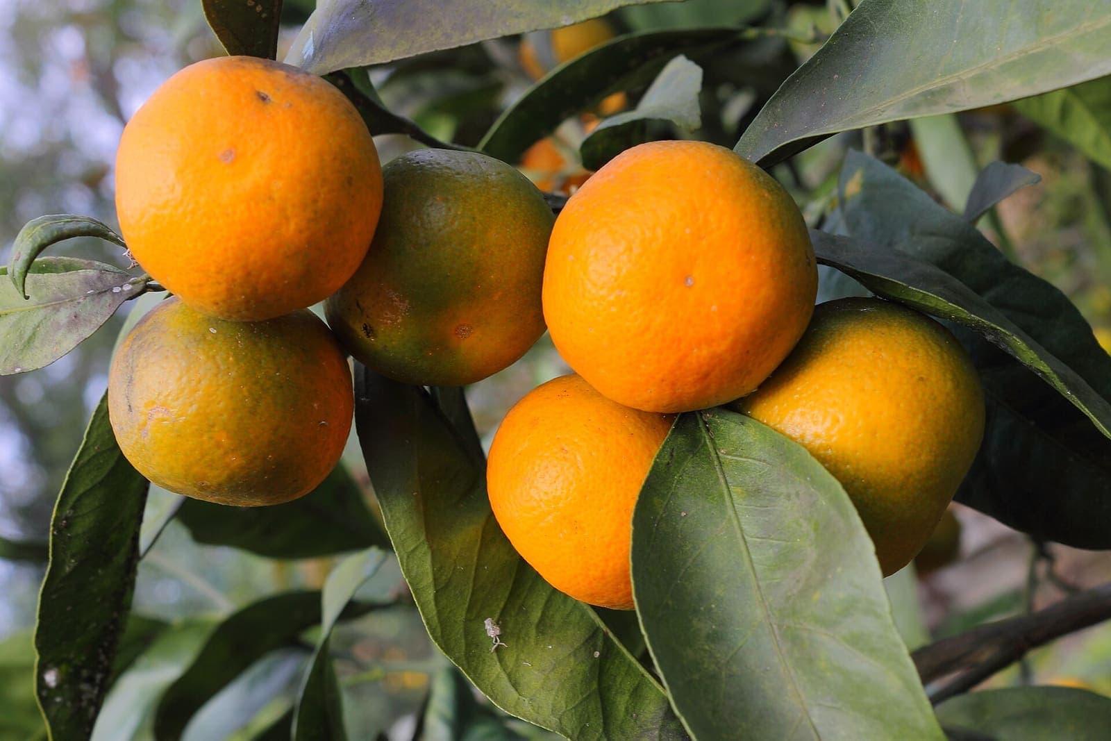 Mandarins ripening on the tree