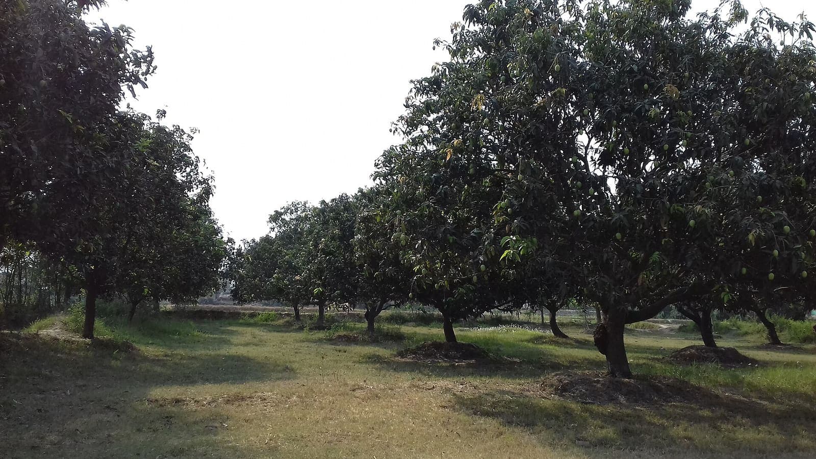 Mango growing in a field
