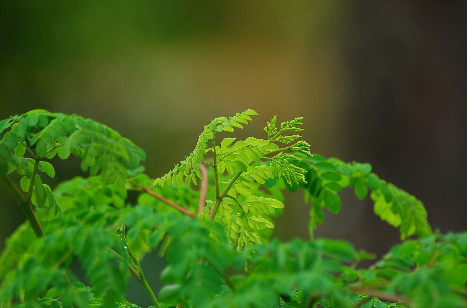 Moringa growing in a field