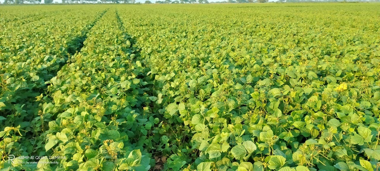 Rows of mung bean plants in a field