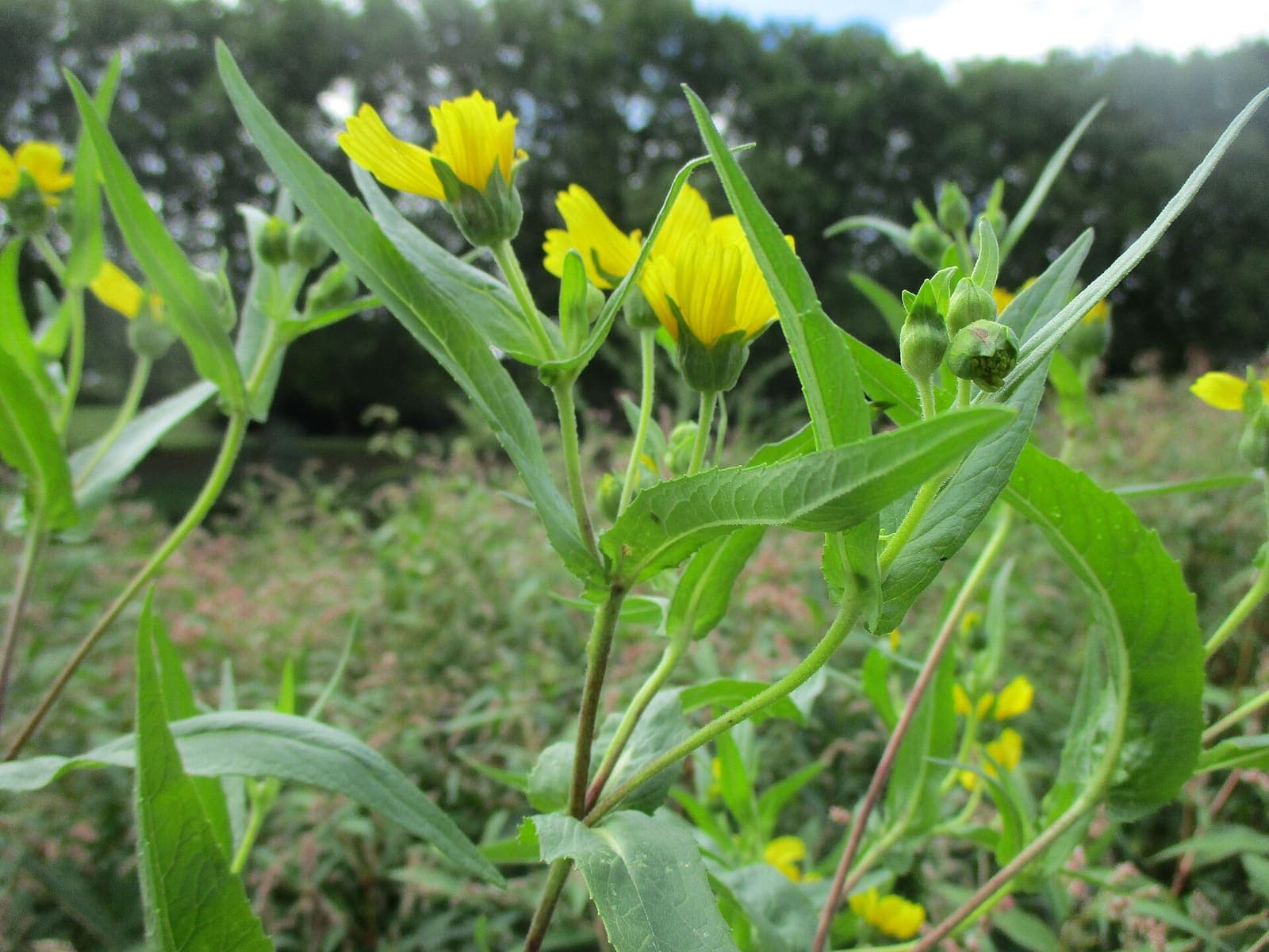 Niger seed growing in a field
