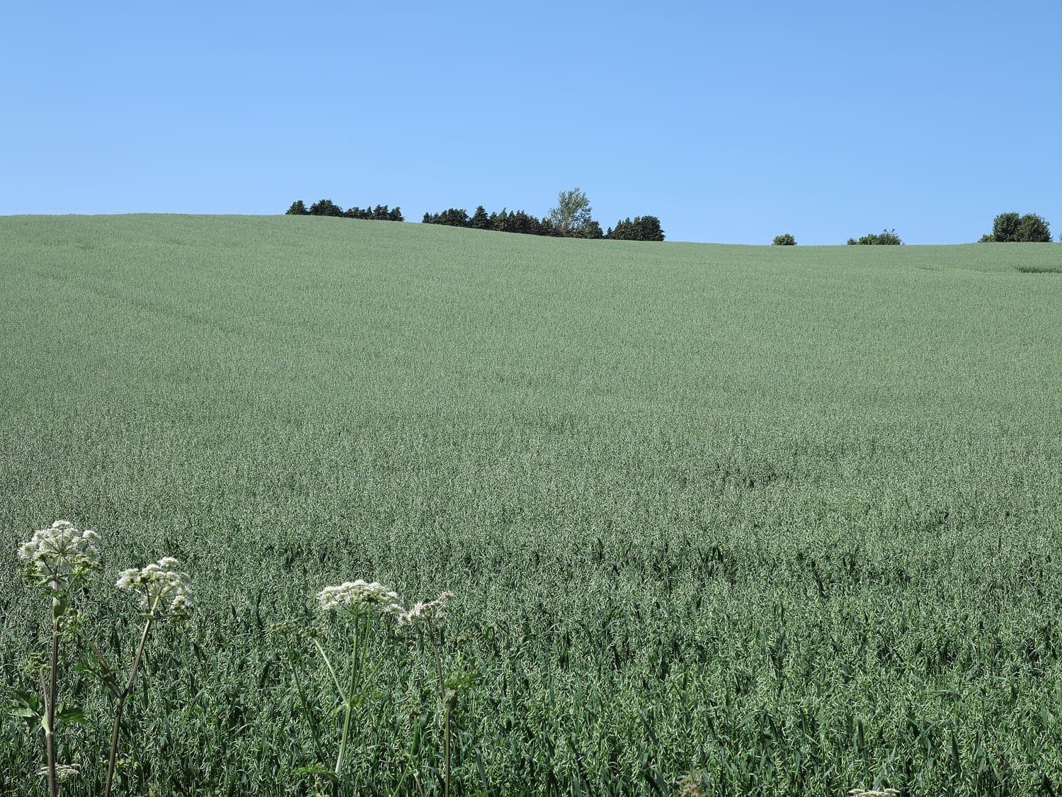 An oat crop in a field