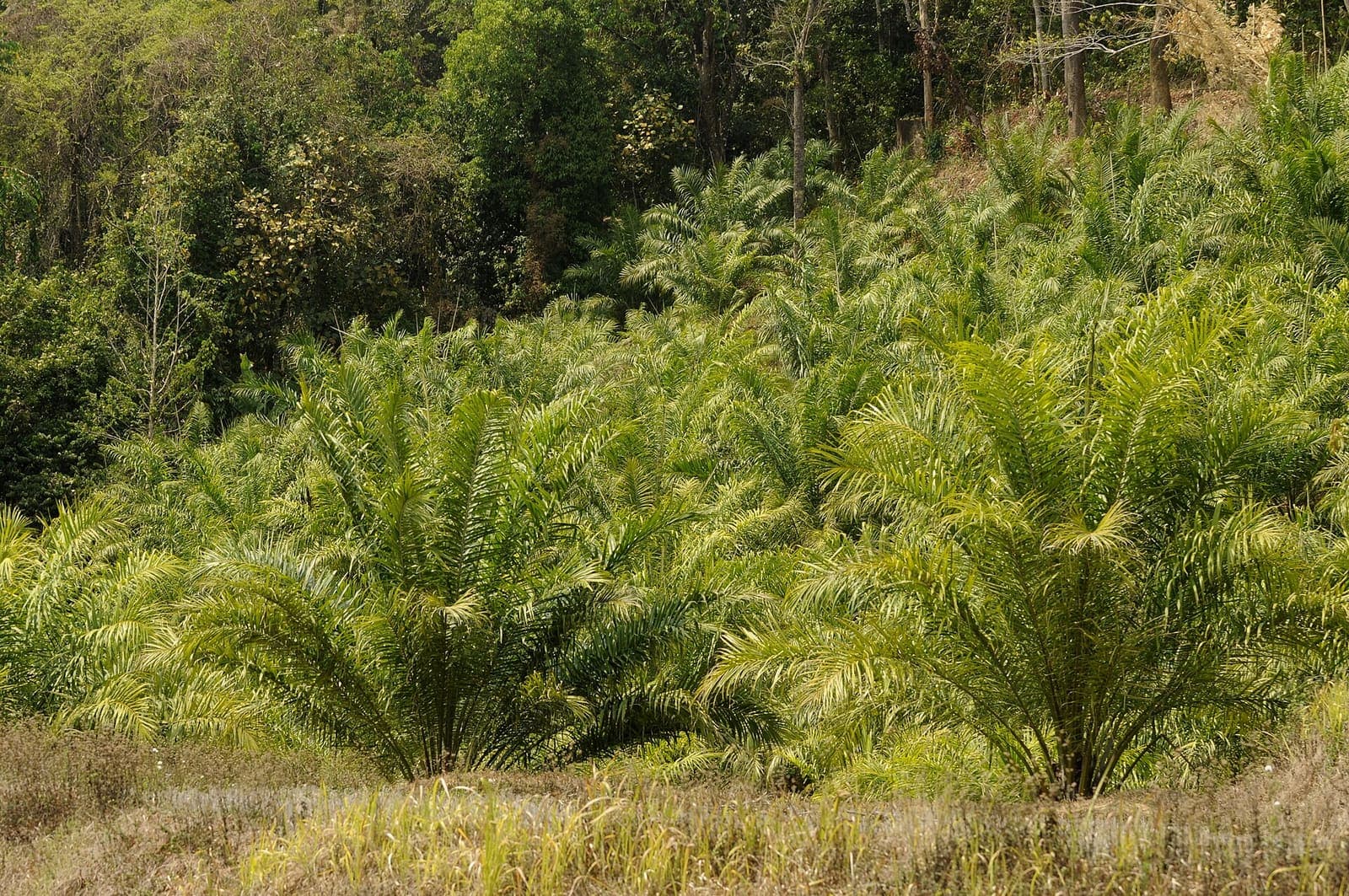 Oil palm growing in a field