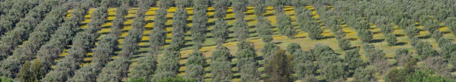 Rows of olive trees in a grove