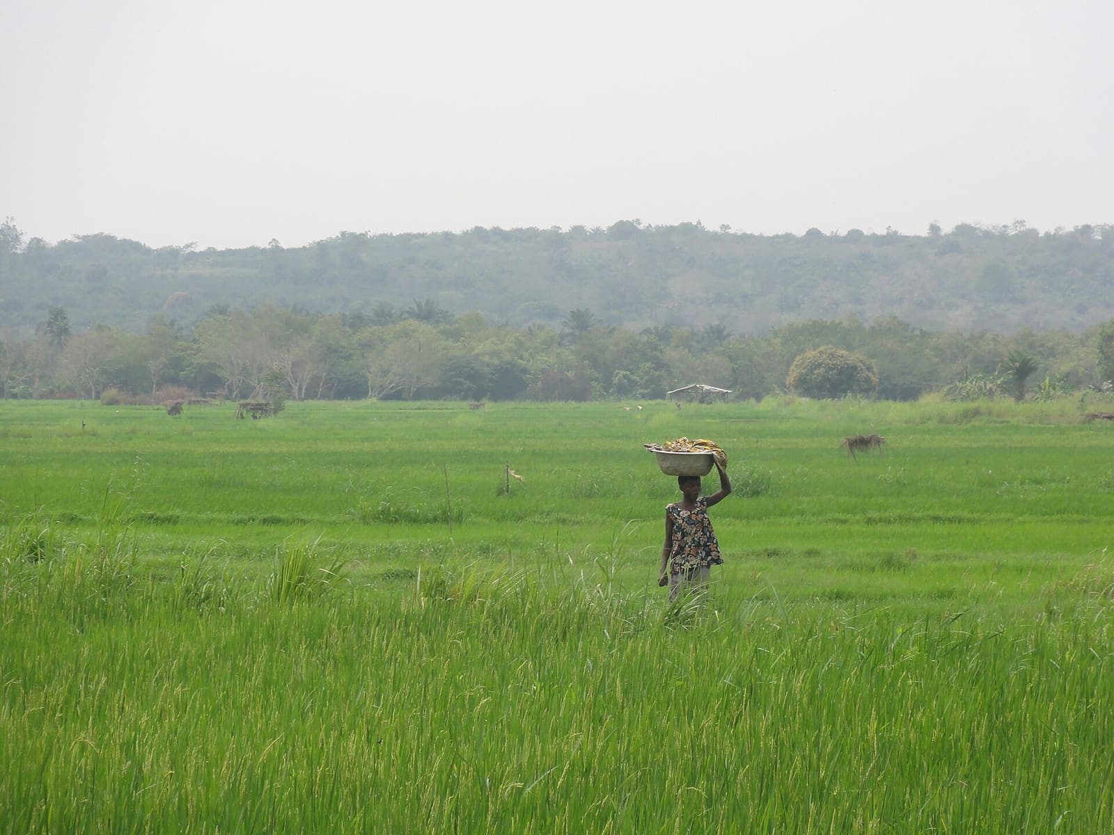 Paddy rice growing in a field