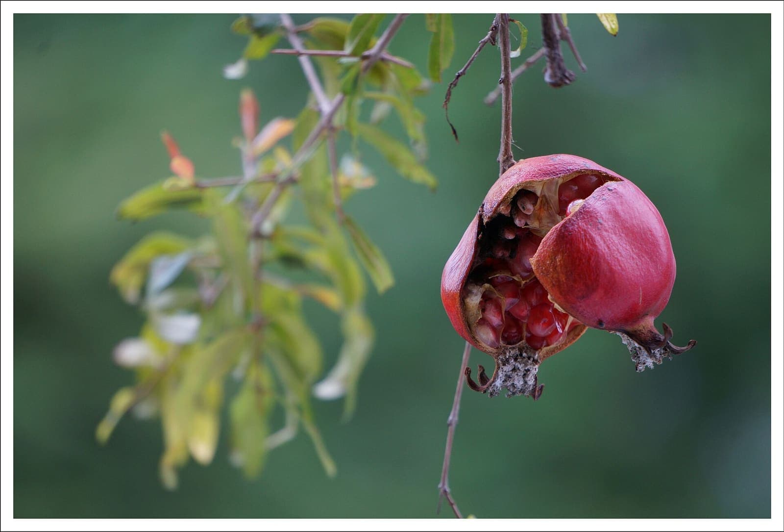 Pomegranate growing in a field