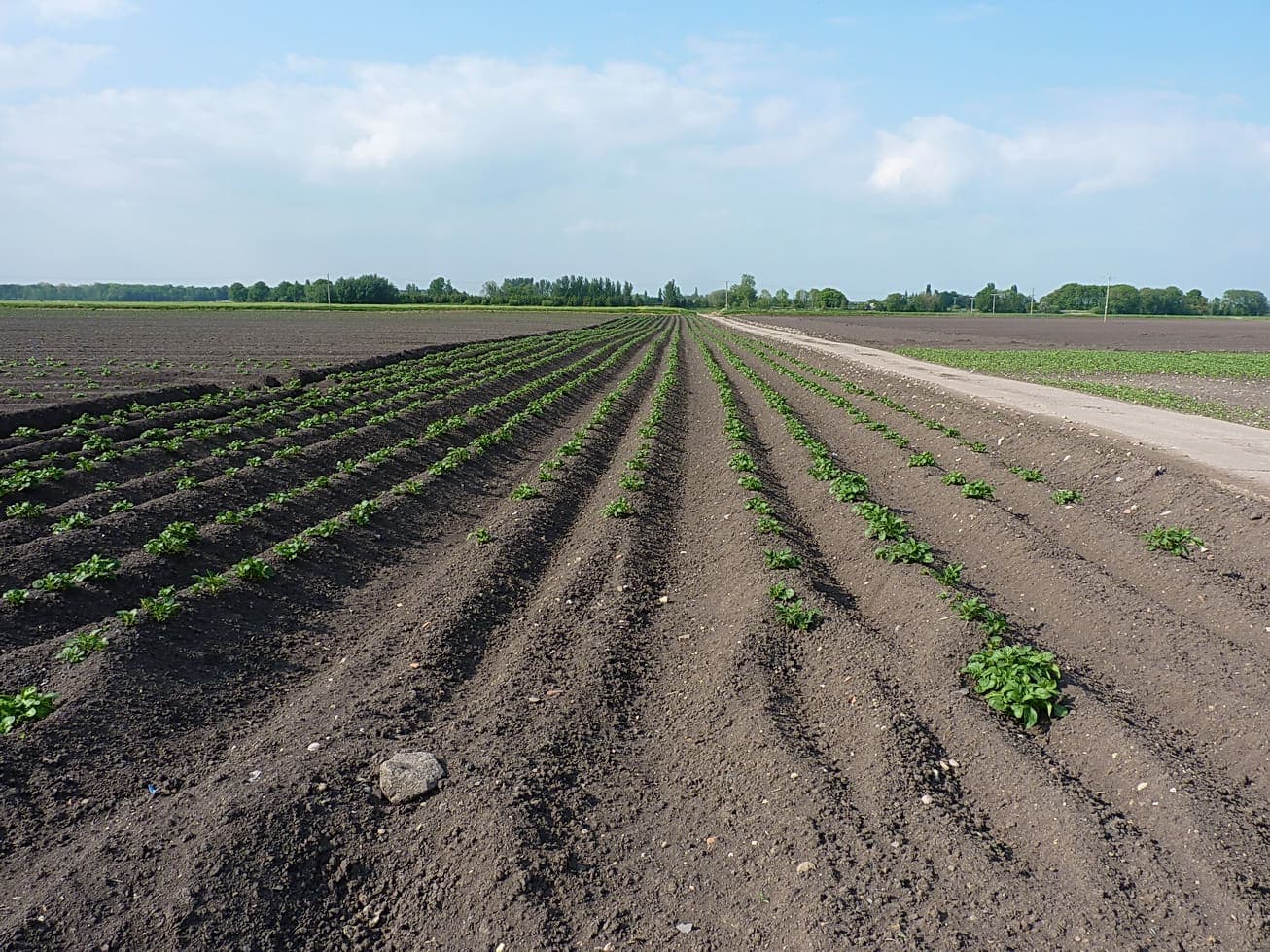 A potato crop growing in ridged soil