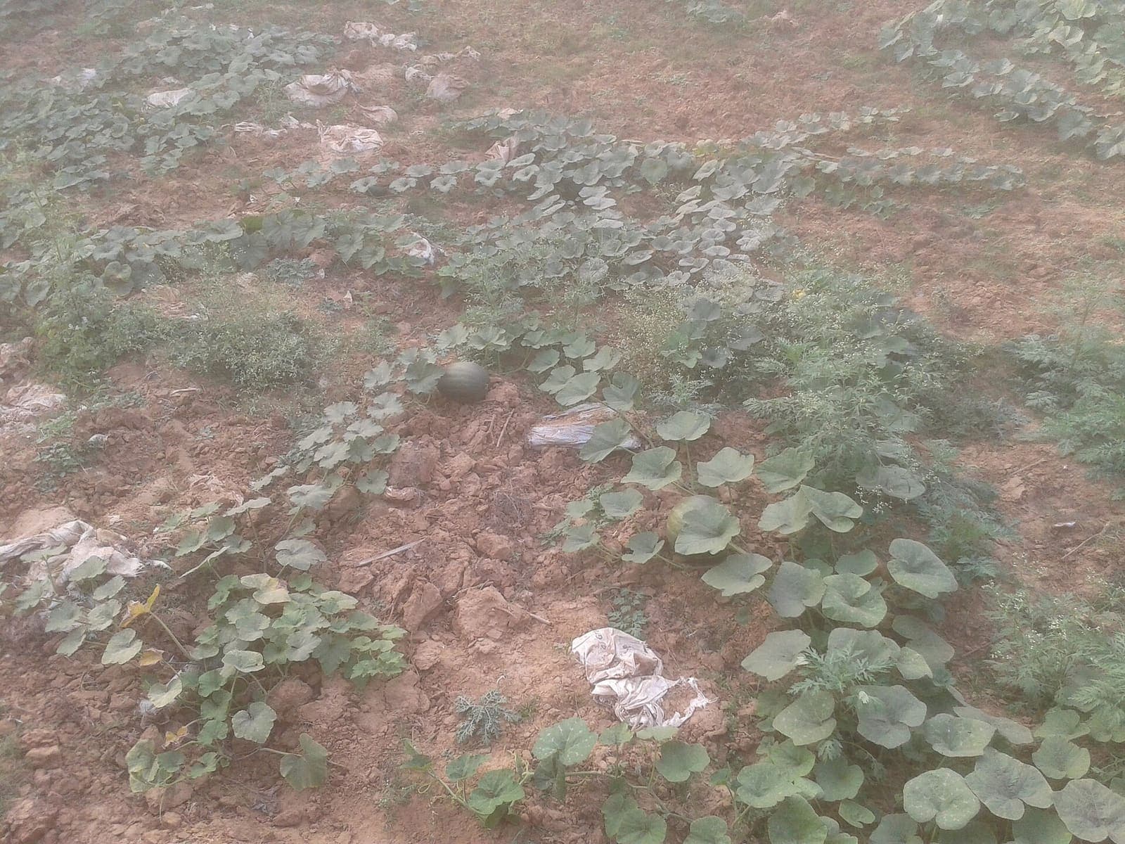 Pumpkin growing in a field