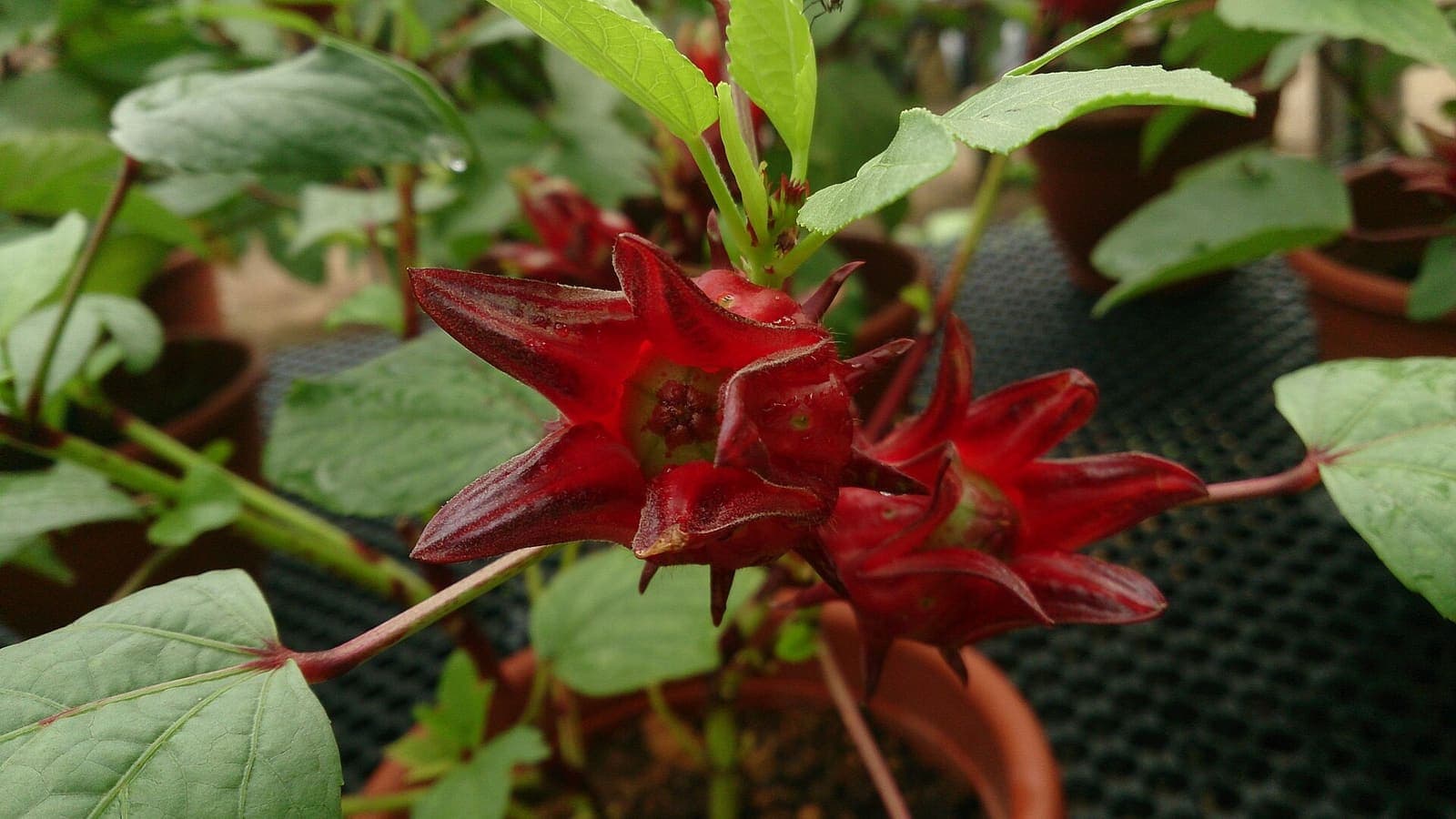 Roselle growing in a field