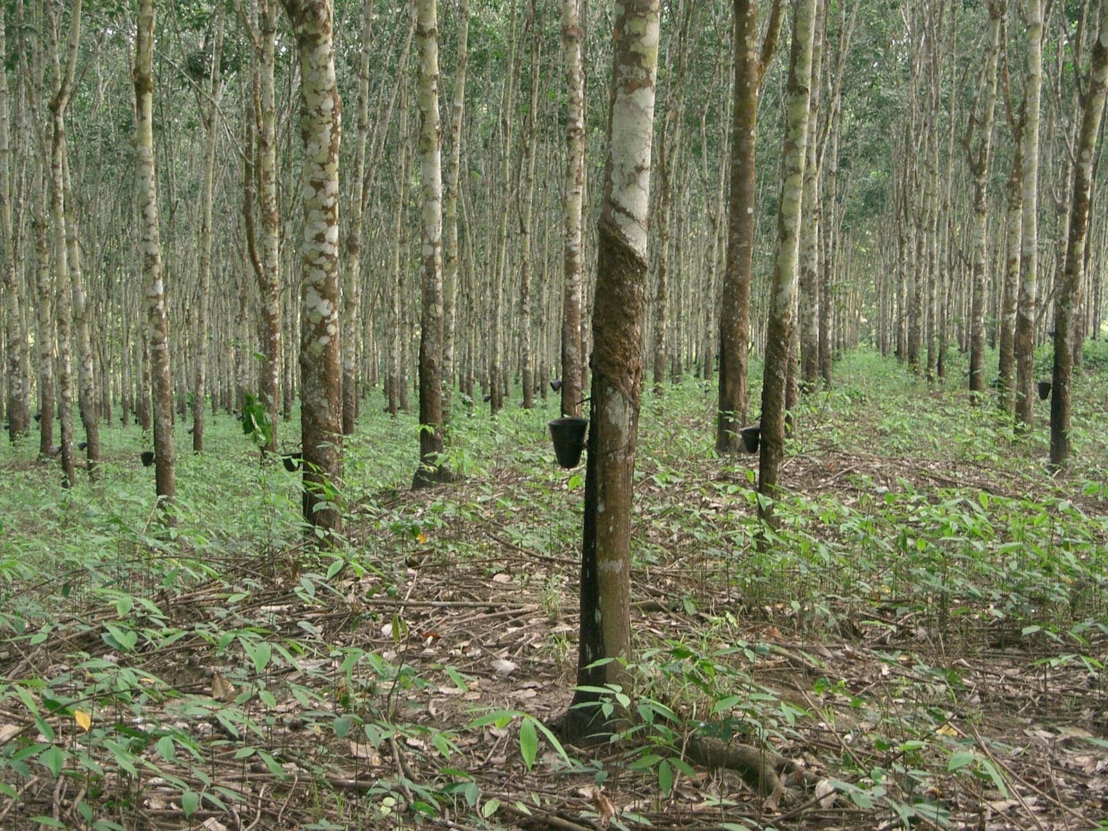 A rubber plantation in Cameroon, trees tapped for latex