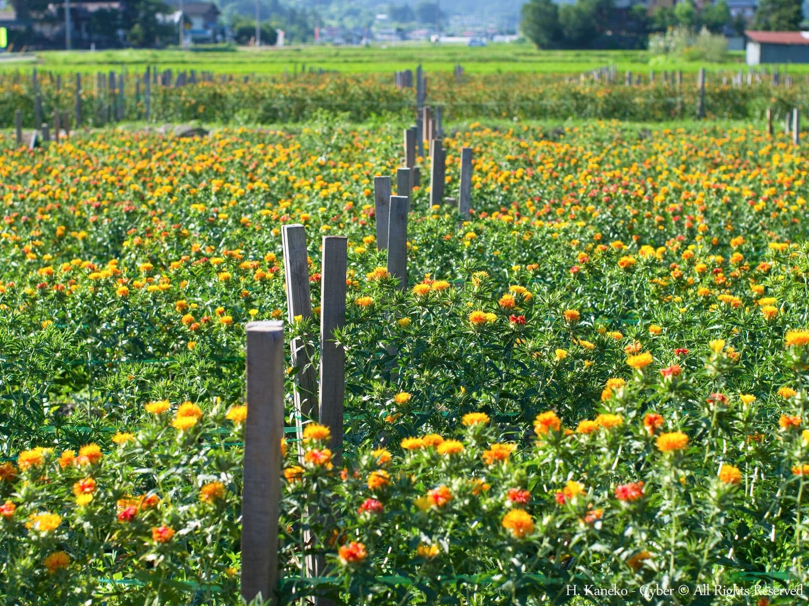 Safflower growing in a field