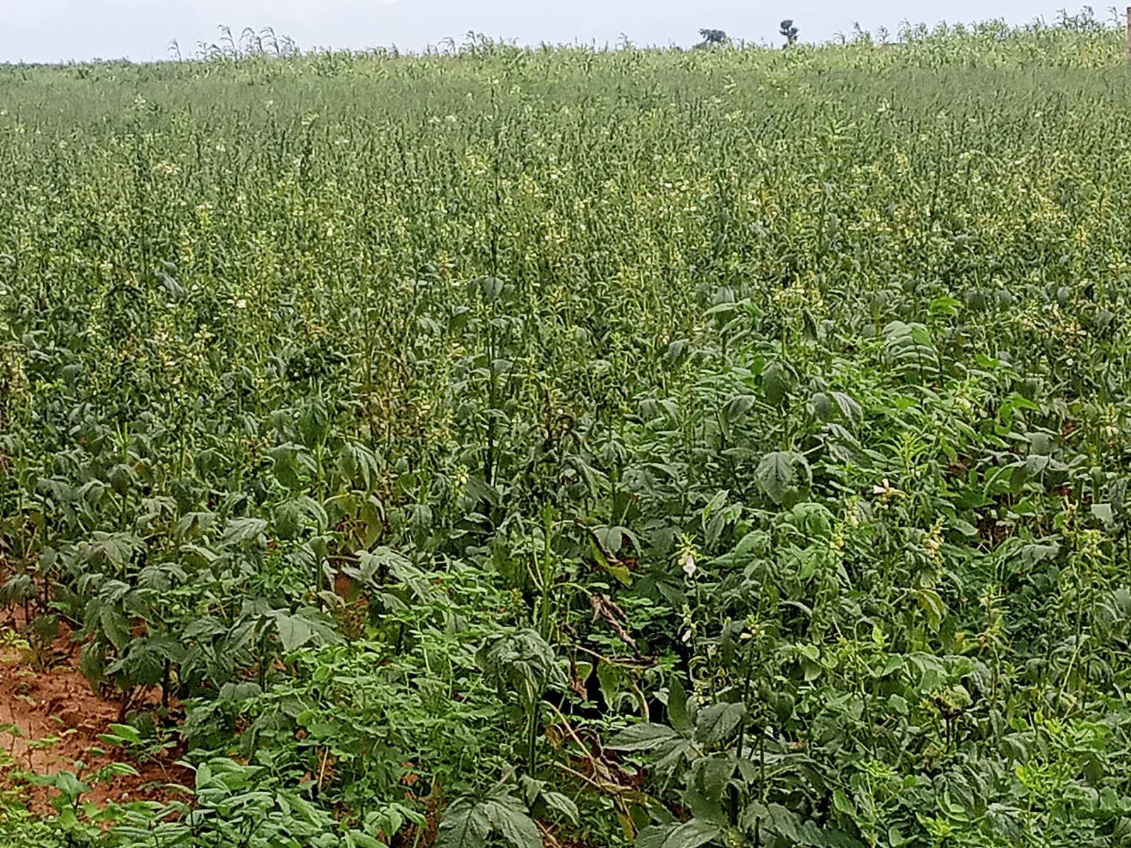 Sesame growing in a field