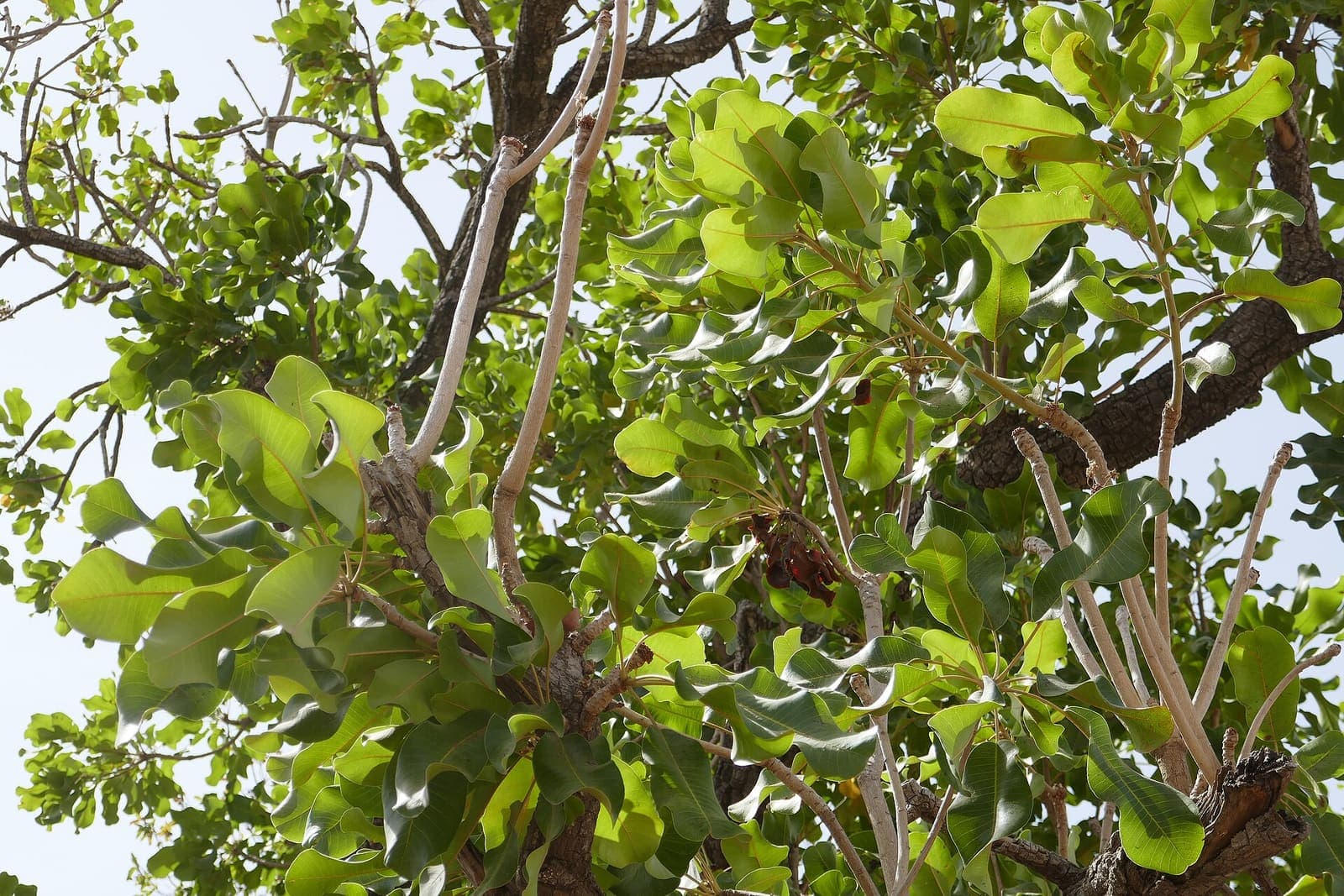 A shea tree in leaf in Benin