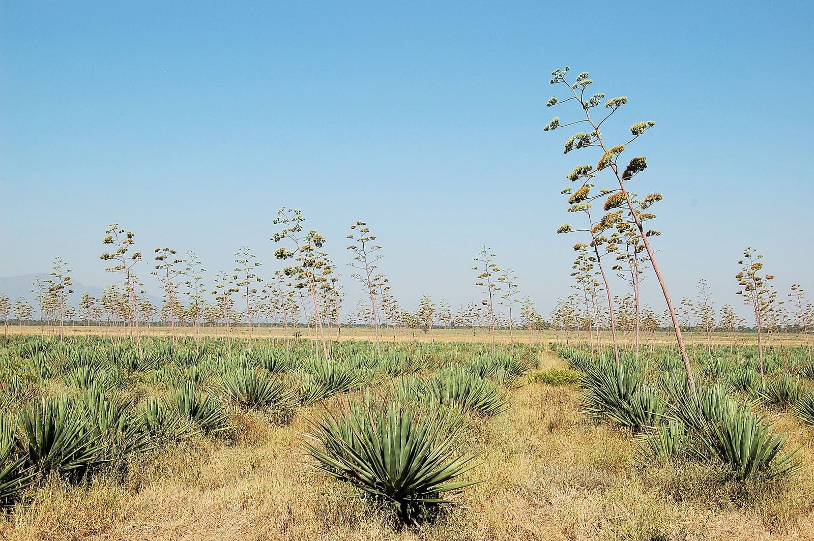 Sisal growing in fields in northern Tanzania