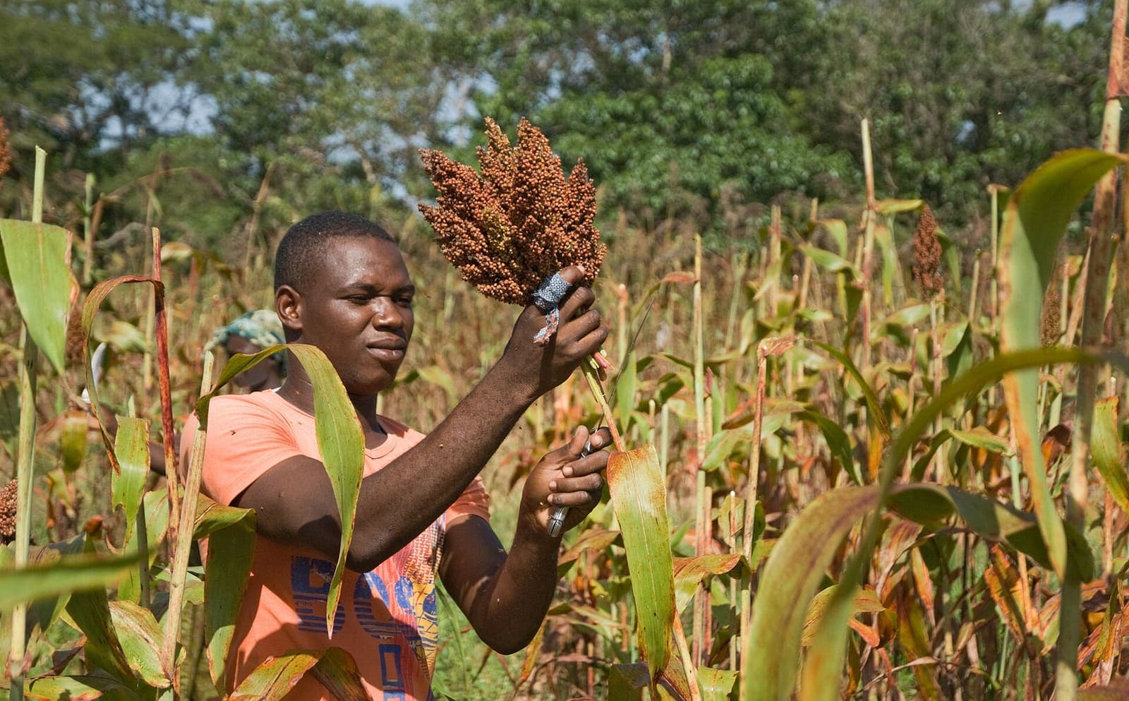 A farmer holding a cut sorghum panicle in a standing crop