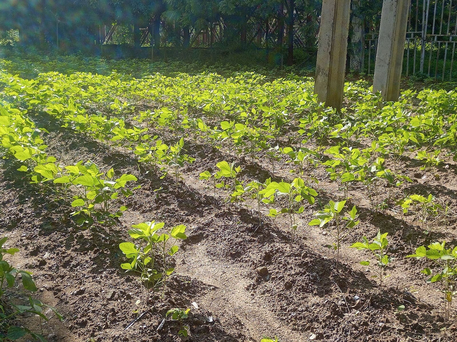 Soya bean growing in a field