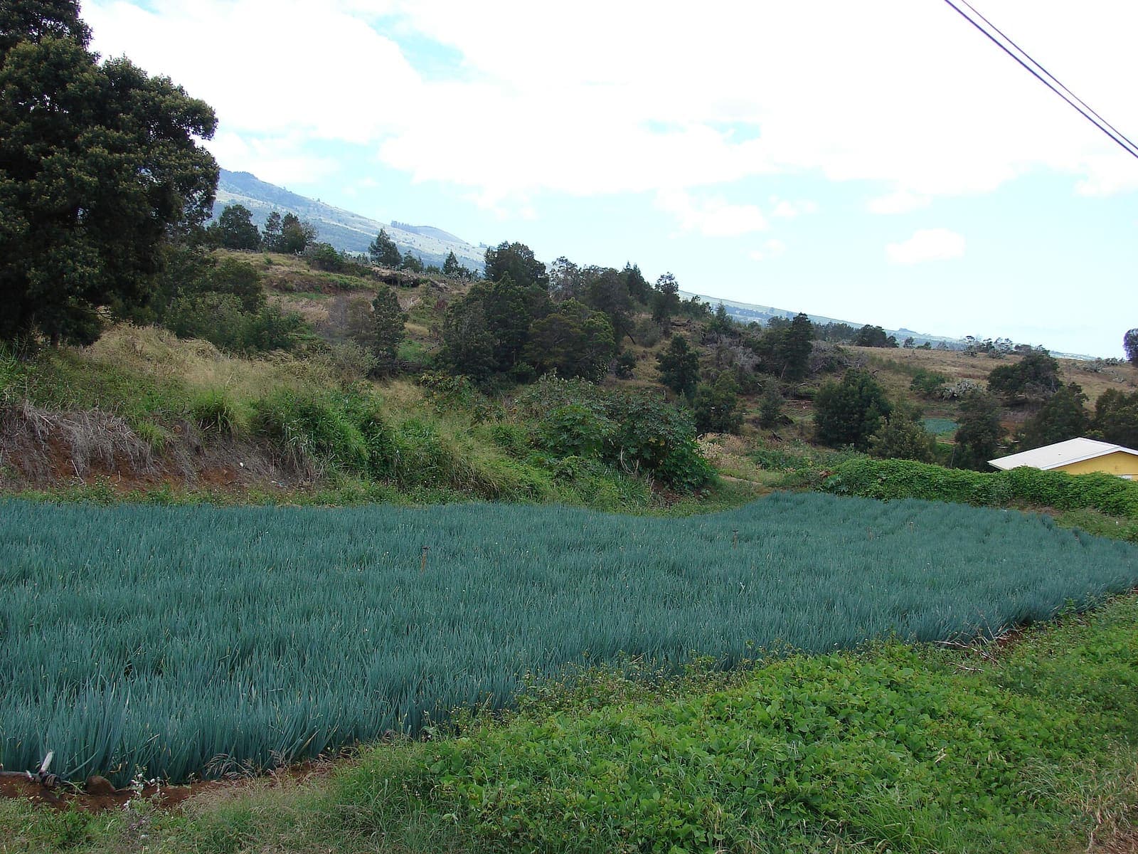 A spring onion crop in the field