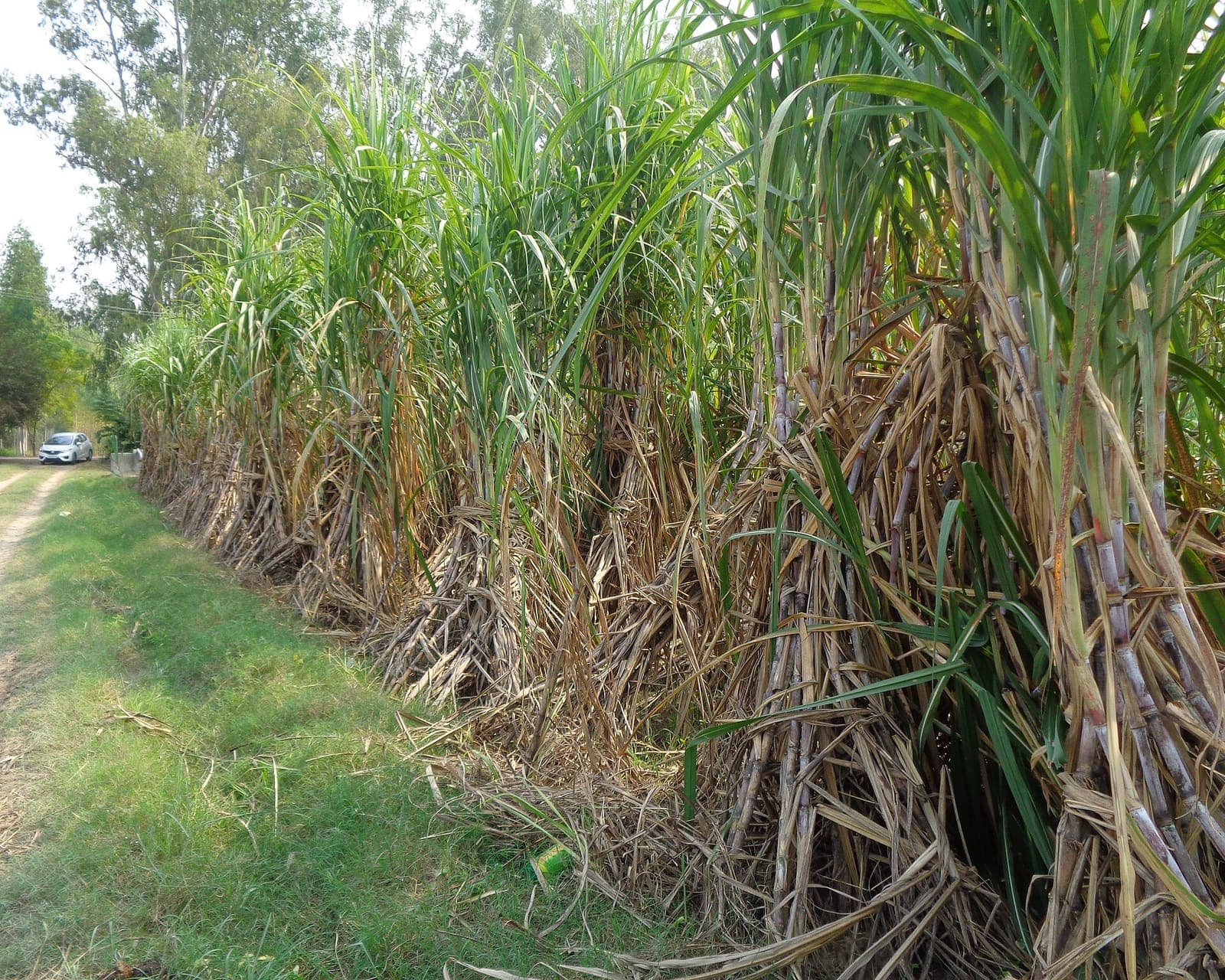 Sugarcane growing in a field